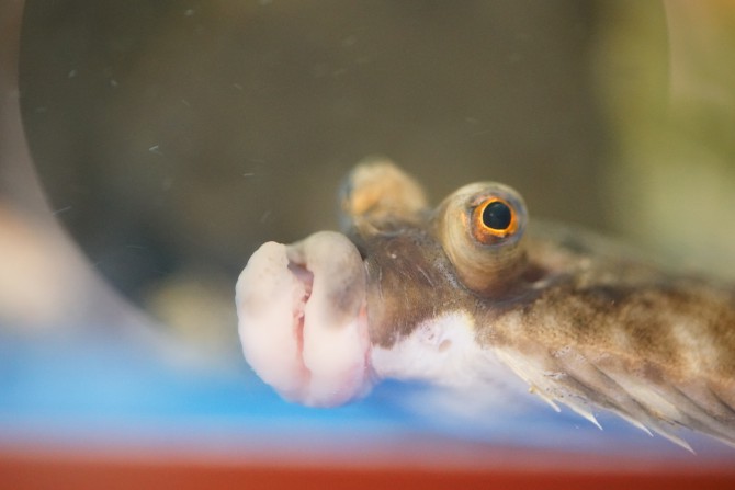 ミニ水族館 和食処 鮹 サンマリン気仙沼ホテル観洋